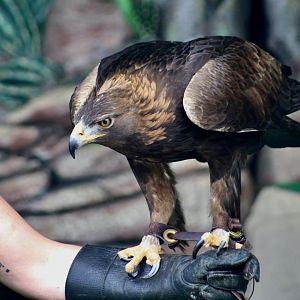 North American Golden Eagle (Aquila chrysaetos canadensis)