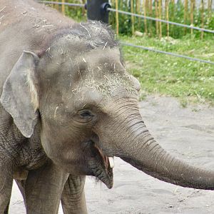 Bornean Elephant (Elephas maximus borneensis) "Chendra"