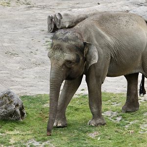 Bornean Elephant (Elephas maximus borneensis) "Chendra"