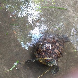 Red Eared Slider (Trachemys scripta) - Taru Jurug Zoo