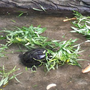 Amboina Box Turtle (Cuora amboinensis) - Taru Jurug Zoo