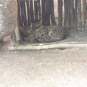 Bengal Leopard Cat (Prionailurus bengalensis) - Taru Jurug Zoo