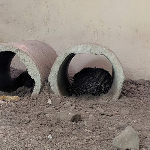 Sunda Porcupine (Hystrix javanica) - Taru Jurug Zoo