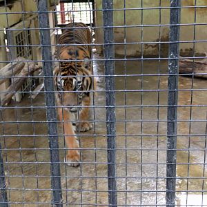 Tiger (Panthera tigris) - Taru Jurug Zoo