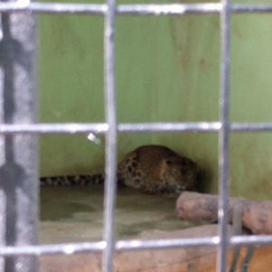 Javan Leopard (Panthera pardus melas) - Taru Jurug Zoo