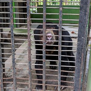 Sun Bear (Helarctos malayanus) - Taru Jurug Zoo