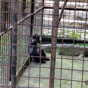 Tonkean Macaque (Macaca tonkeana) - Taru Jurug Zoo