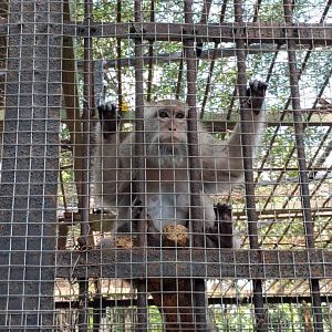 Crab-eating Macaque (Macaca fascicularis) - Taru Jurug Zoo