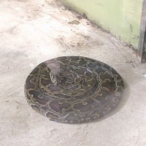 Burmese Python (Python bivittatus) - Taru Jurug Zoo