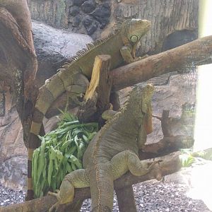 Green Iguanas (Iguana iguana) - Taru Jurug Zoo
