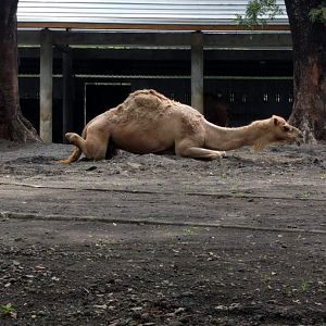 Dromedary Camel (Camelus dromedarius) - Taru Jurug Zoo