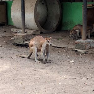 Agile Wallaby (Macropus agilis) - Taru Jurug Zoo