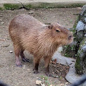 Capybara (Hydrochoerus hydrochaeris) - Taru Jurug Zoo