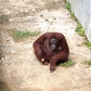 Bornean Orangutan (Pongo pygmaeus) - Taru Jurug Zoo