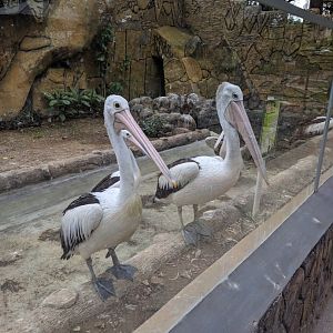 Australian Pelican (Pelecanus conspicillatus) - Taru Jurug Zoo