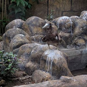 Brown Booby (Sula leucogaster) - Taru Jurug Zoo