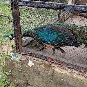 Javan Peafowl (Pavo muticus) - Taru Jurug Zoo