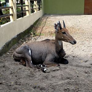 Nilgai (Boselaphus tragocamelus) - Taru Jurug zoo