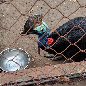 Double-wattled Cassowary (Casuarius casuarius) - Taru Jurug Zoo