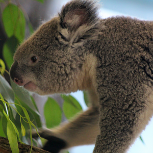 Koala - Brumby