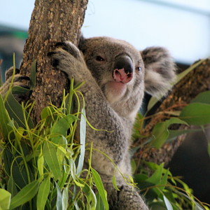 Koala - Brumby