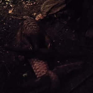 Sunda Pangolin (Manis javanica)