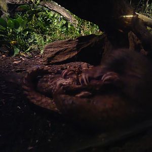 Sunda Pangolin (Manis javanica)