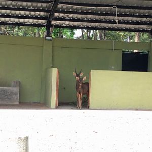 Sambar Deer (Rusa unicolor) - Taru Jurug Zoo
