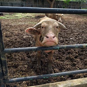 Albino Water Buffalo (Bubalus bubalis) - Taru Jurug Zoo