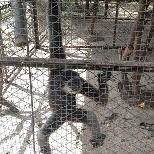 Agile gibbon (Hylobates agilis) - Taru Jurug Zoo