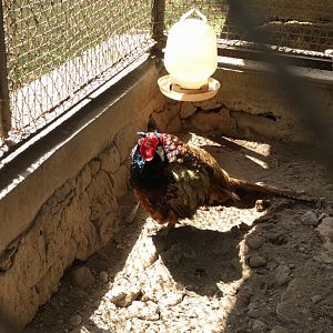 Pheasant (Phalsianus colchicus) - Taru Jurug Zoo