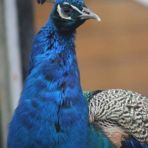 Indian Peafowl male, Queen Elizabeth Park Aviary (Masterton)