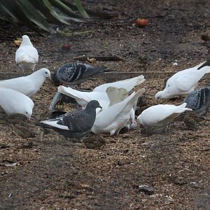 Domestic pigeons and house sparrows, Queen Elizabeth Park Aviary (Masterton)