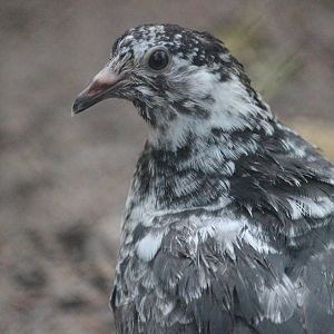 Domestic Pigeon juvenile, Queen Elizabeth Park Aviary (Masterton)
