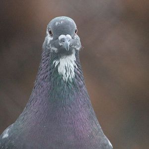 Domestic Pigeon, Queen Elizabeth Park Aviary (Masterton)