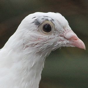 Domestic Pigeon, Queen Elizabeth Park Aviary (Masterton)