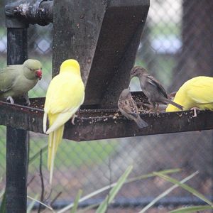 Rose-ringed parakeets and house sparrows, Queen Elizabeth Park Aviary (Masterton)