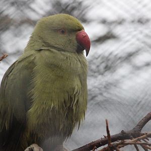 Rose-ringed Parakeet, Queen Elizabeth Park Aviary (Masterton)