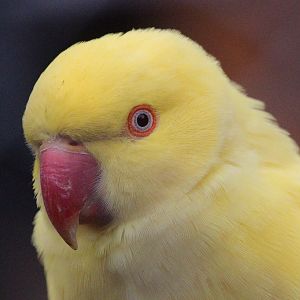 Rose-ringed Parakeet, Queen Elizabeth Park Aviary (Masterton)