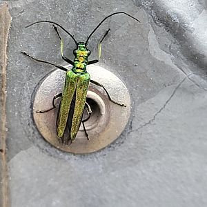 Oedemera nobilis