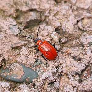 Lily leaf beetle - Lilioceris lilii