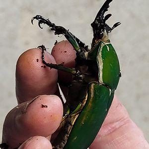 Mecynorrhina torquata - male