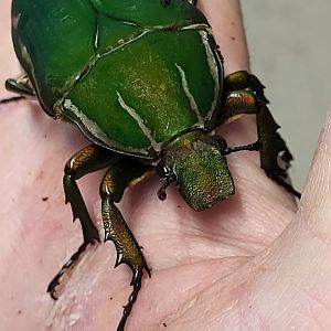 Mecynorrhina torquata - female