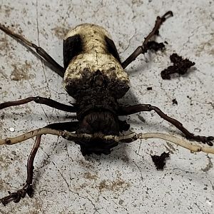 Giant African longhorn beetle - Petrognatha gigas