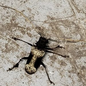 Giant African longhorn beetle - Petrognatha gigas