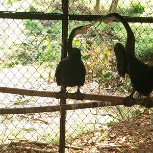 Oriental Darter (Anhinga melanogaster) - Taru Jurug Zoo