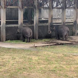 Sumatran Elephants (Elephas maximus sumatranus) - Taru Jurug Zoo