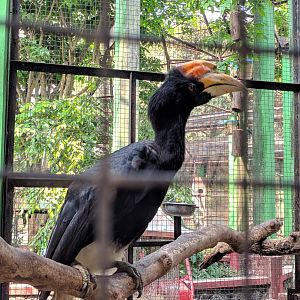 Rhinoceros Hornbill (Buceros rhinoceros) - Taru Jurug Zoo