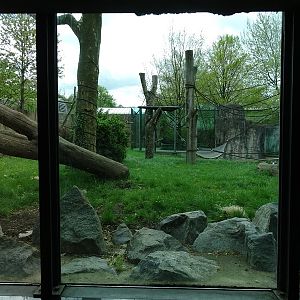 Urwaldhaus: outdoor gorilla enclosure