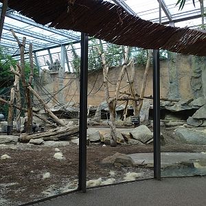 Urwaldhaus: Indoor gorilla enclosure